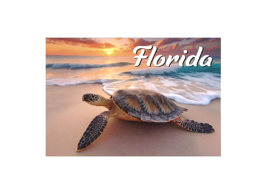 LP0002 FLORIDA TURTLE