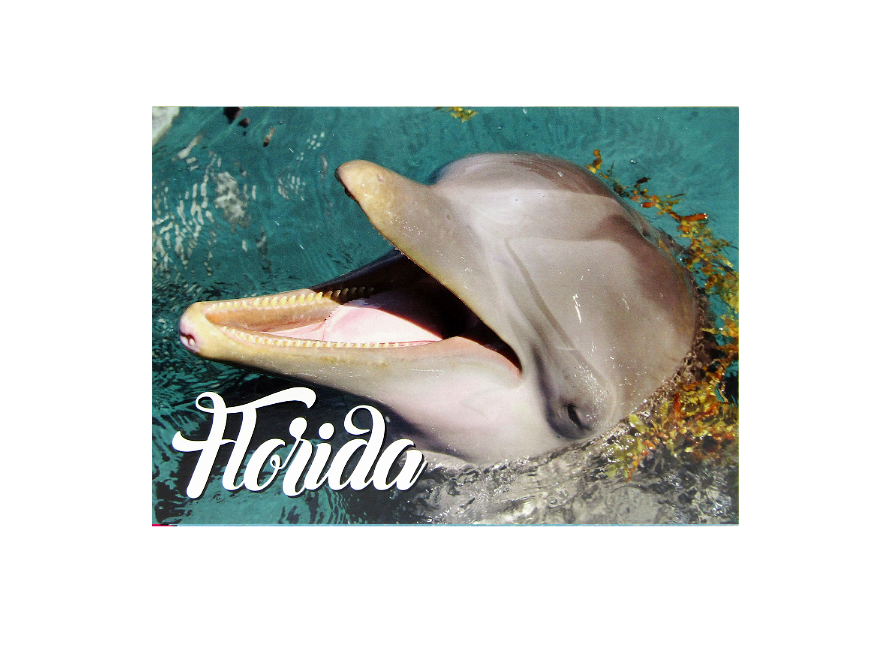 LP0012 FLORIDA DOLPHIN