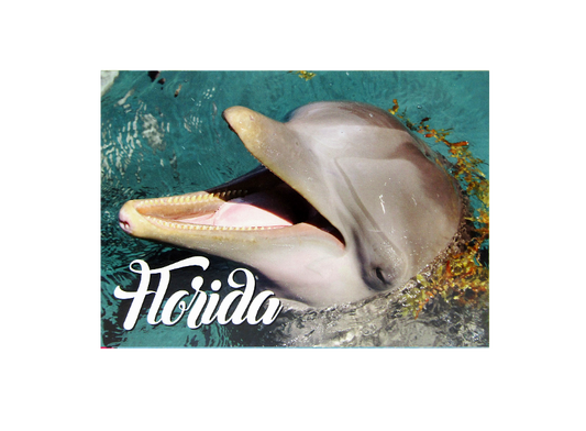 LP0012 FLORIDA DOLPHIN