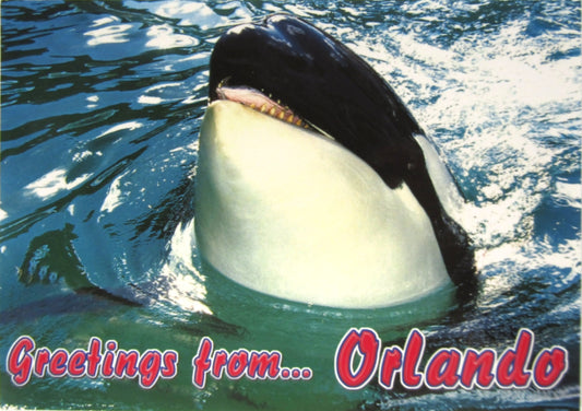 LP0608 ORLANDO KILLER WHALE