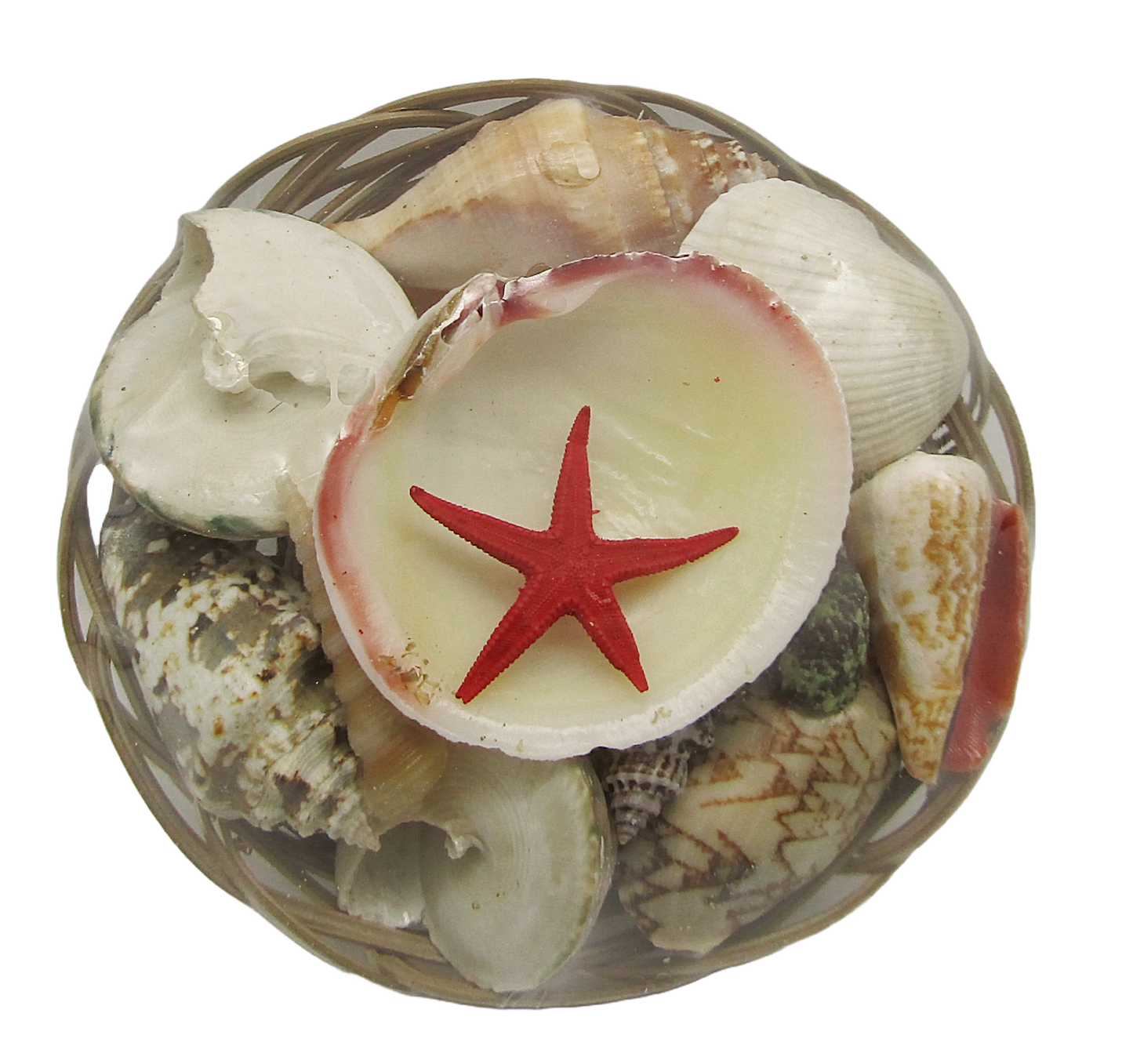 SS0003 6" SHELL BASKET WITH ASSORTED SHELLS