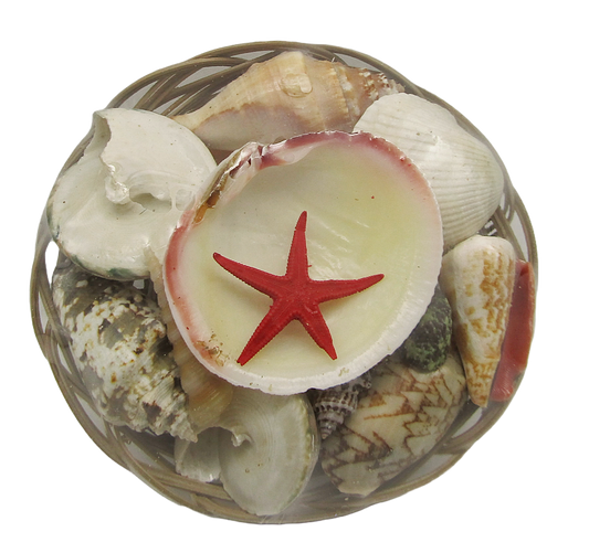 SS0003 6" SHELL BASKET WITH ASSORTED SHELLS