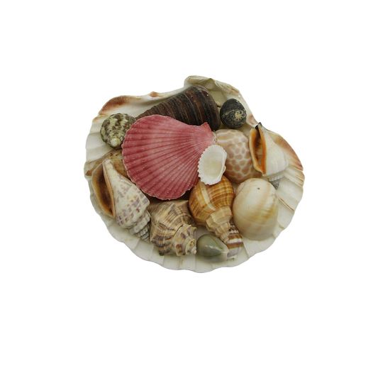 SS0004 CLAM SHELL FILLED WITH ASSORTED SHELLS