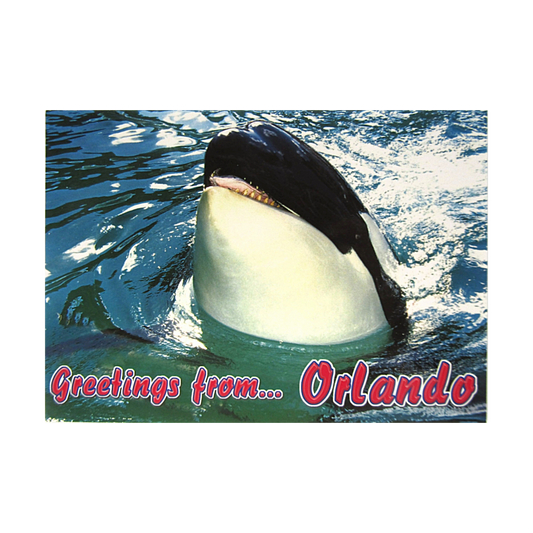 LP0608 ORLANDO KILLER WHALE