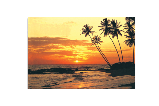 PM0505 PAD SUNSET PALMS