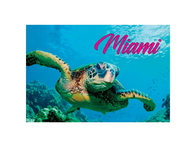 PM0529 MIAMI TURTLE
