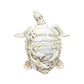 FIG5020E COCOA BEACH TURTLE