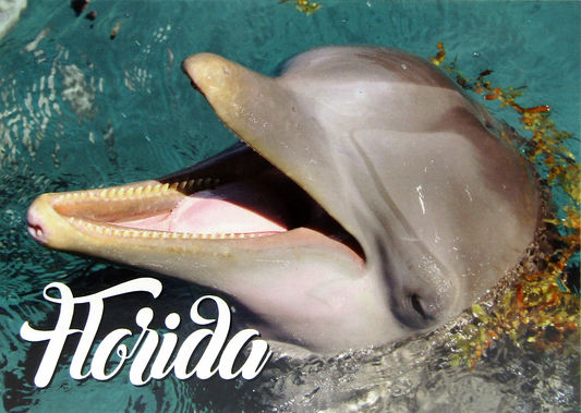 LP0012 FLORIDA DOLPHIN