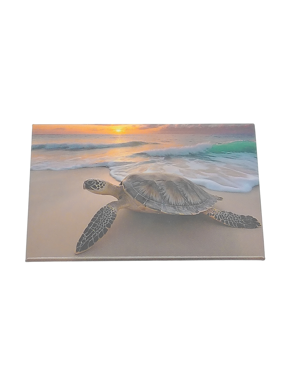 PM0013 PAD TURTLE