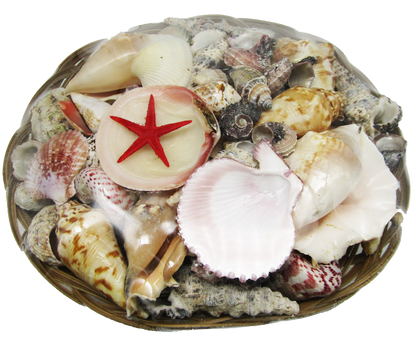 SS0001 12" SHELL BASKET WITH ASSORTED SHELLS