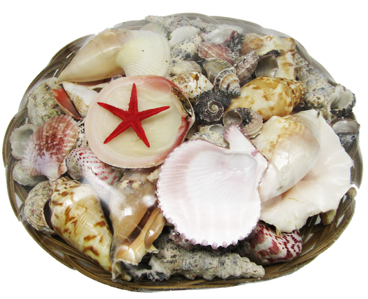 SS0001 12" SHELL BASKET WITH ASSORTED SHELLS