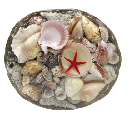 SS0001 12" SHELL BASKET WITH ASSORTED SHELLS