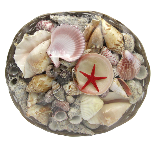 SS0001 12" SHELL BASKET WITH ASSORTED SHELLS