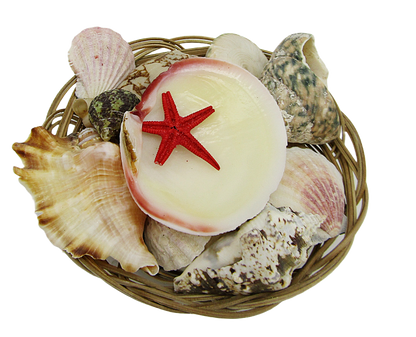 SS0003 6" SHELL BASKET WITH ASSORTED SHELLS