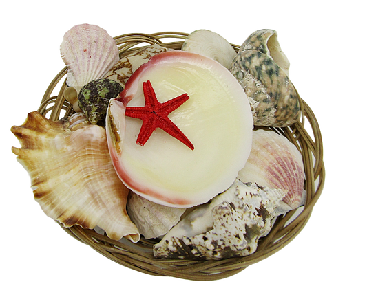 SS0003 6" SHELL BASKET WITH ASSORTED SHELLS