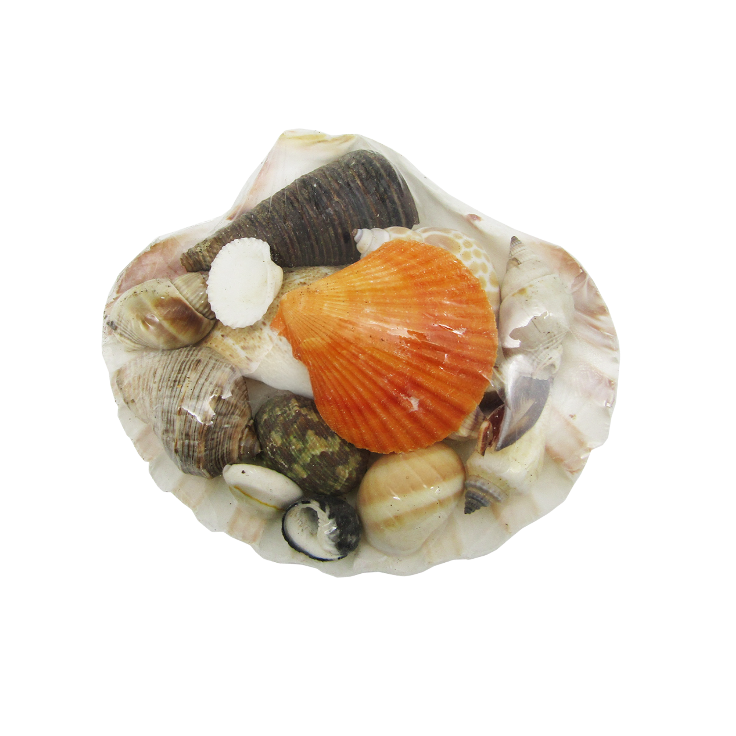 SS0004 CLAM SHELL FILLED WITH ASSORTED SHELLS – Beach Hut B2B