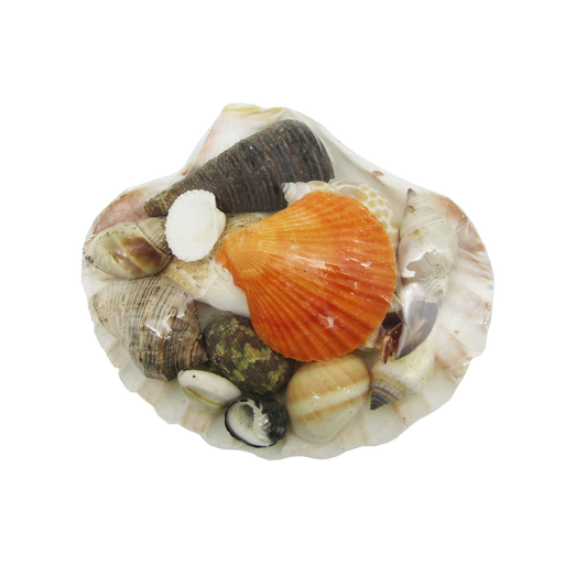 SS0004 CLAM SHELL FILLED WITH ASSORTED SHELLS