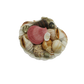 SS0004 CLAM SHELL FILLED WITH ASSORTED SHELLS