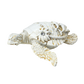FIG5020D ST. AUGUSTINE TURTLE