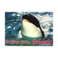 LP0608 ORLANDO KILLER WHALE