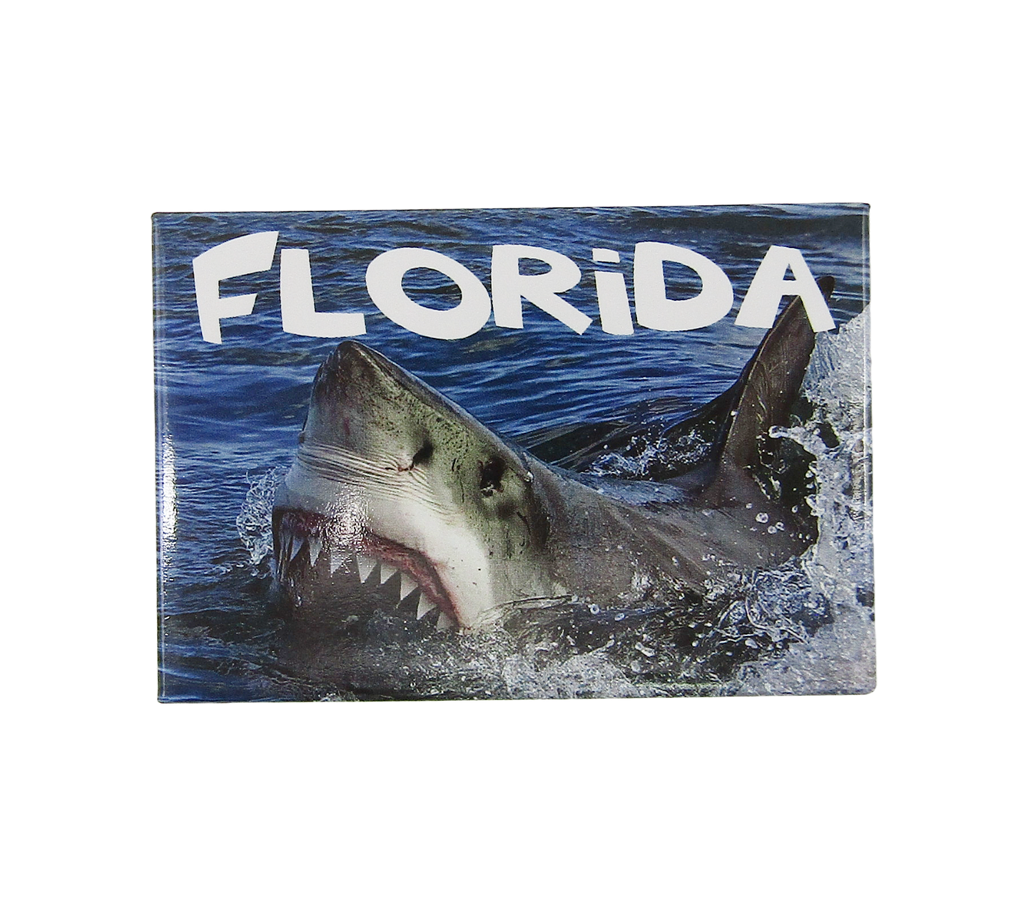 PM0006 OCEAN SHARK FLORIDA