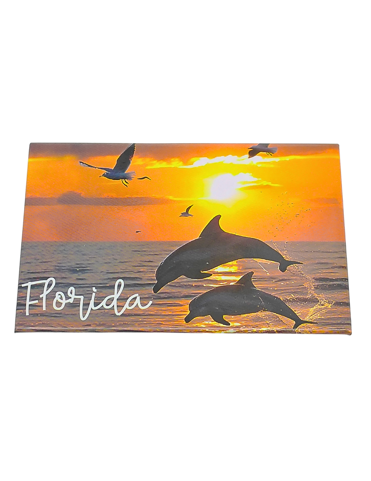 PM0018 FLORIDA DOLPHIN